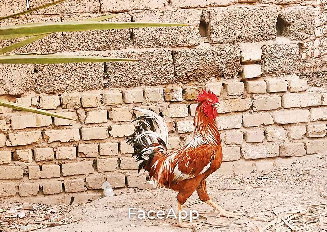 انفينكس هوت 11S • أصلي • سبع البور الضباط