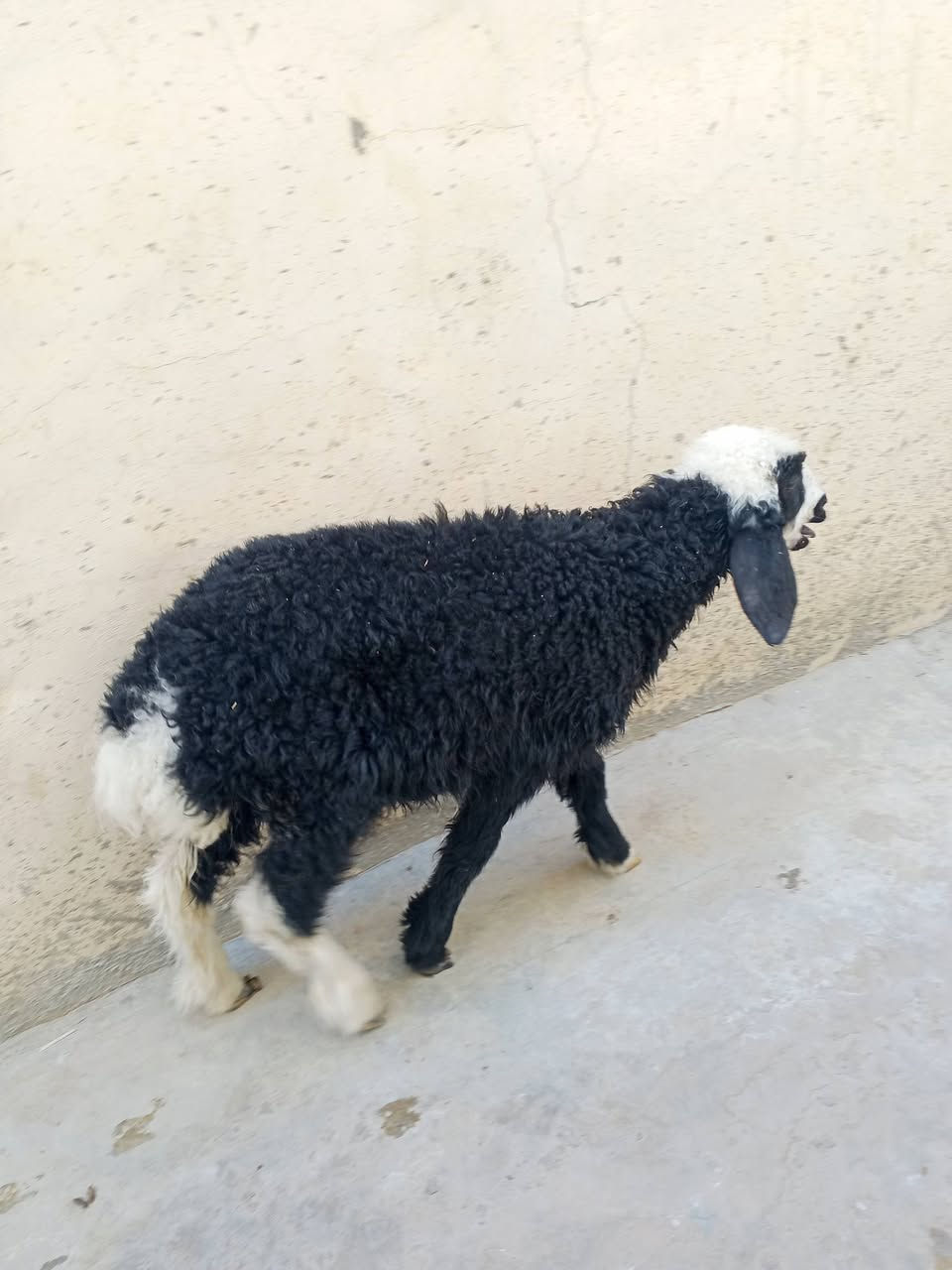يوجد فطيمه البيع المكان بيجي حي العصري رقم الهاتف ***********
