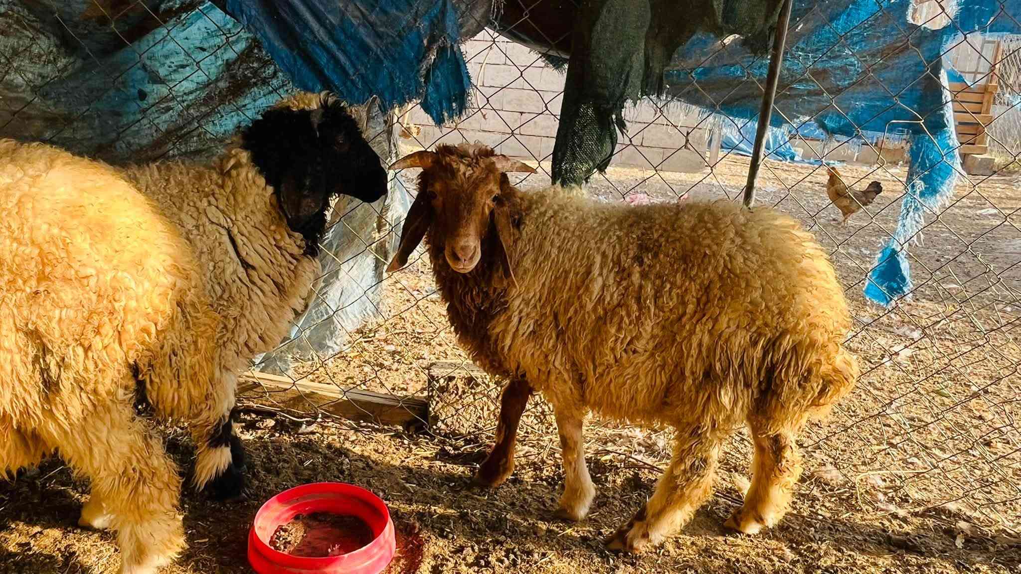٤ طليان • شرط النصاحه • العلم سمره
