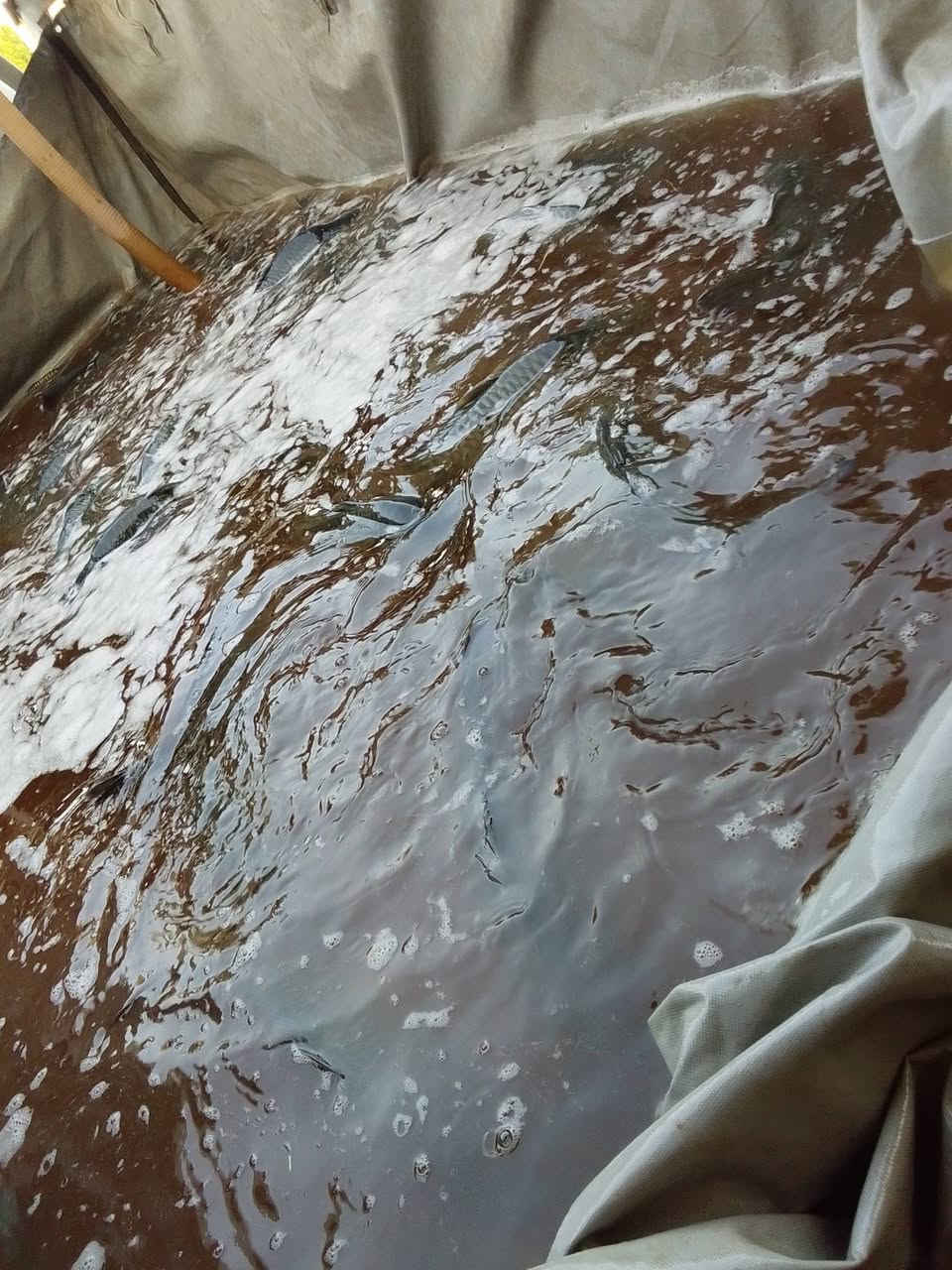 سمك حي • شوي سمك • توصيل مجاني