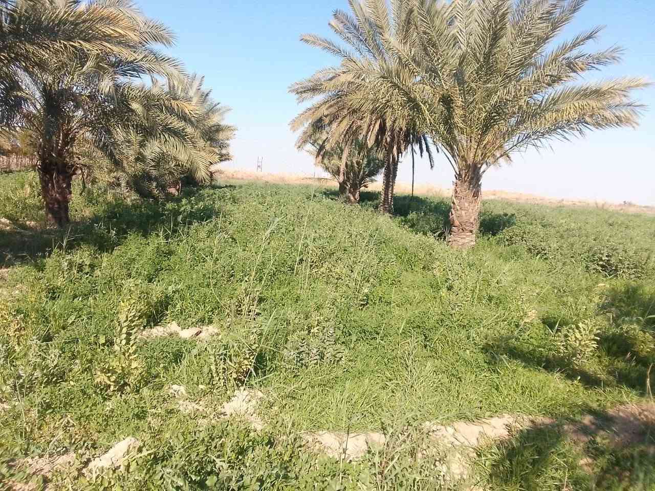 كاع ٣١٠ دونم بالدبوني بيه ٤ بيوت ومضيف وبستان نخل وعقود زراعيه الكاع كله مشتغلين باليزر وبزول درجه اولا الاستفسار الاتصال ***********/ ***********
