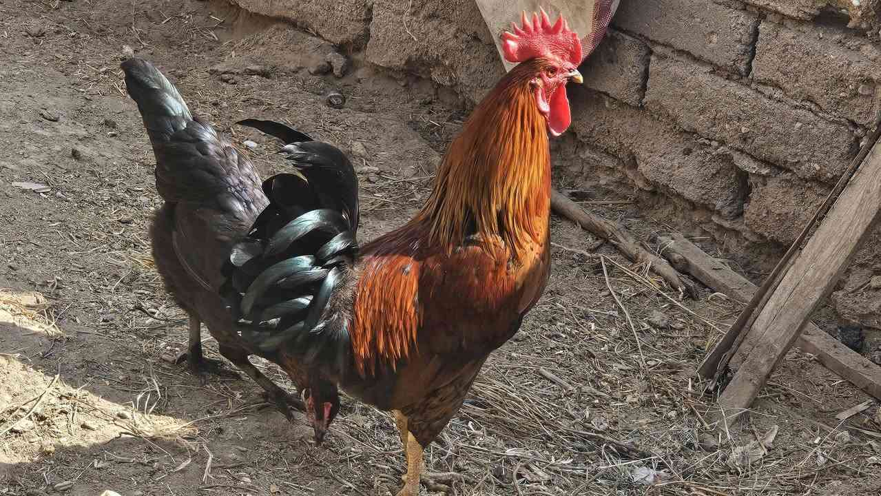 ديج شمسي • ٨ اشهر • البصره القرنه