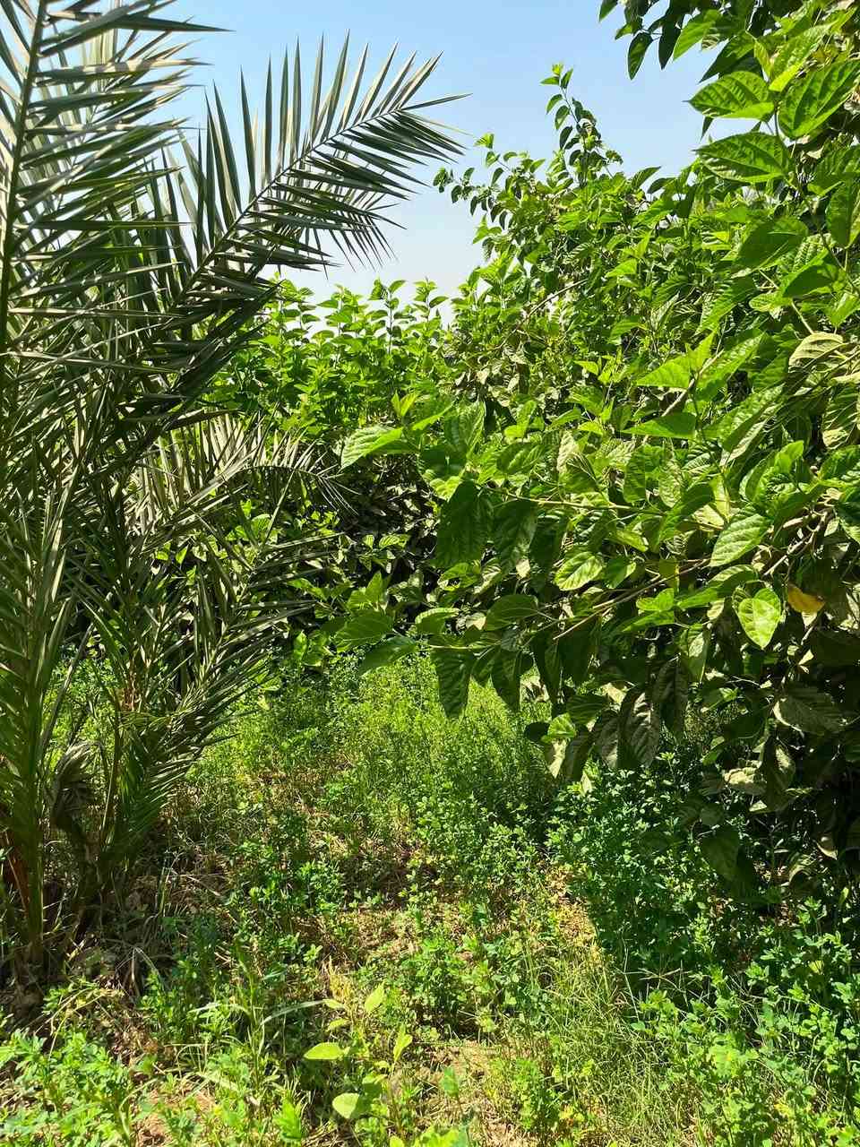 السلام عليكم دونم ونص سند 25بسمي الكاع 
الواجه 24ونزال 138
العنوان بغداد المدائن ورا شاع سيد علي 
الاستفسار ***********
