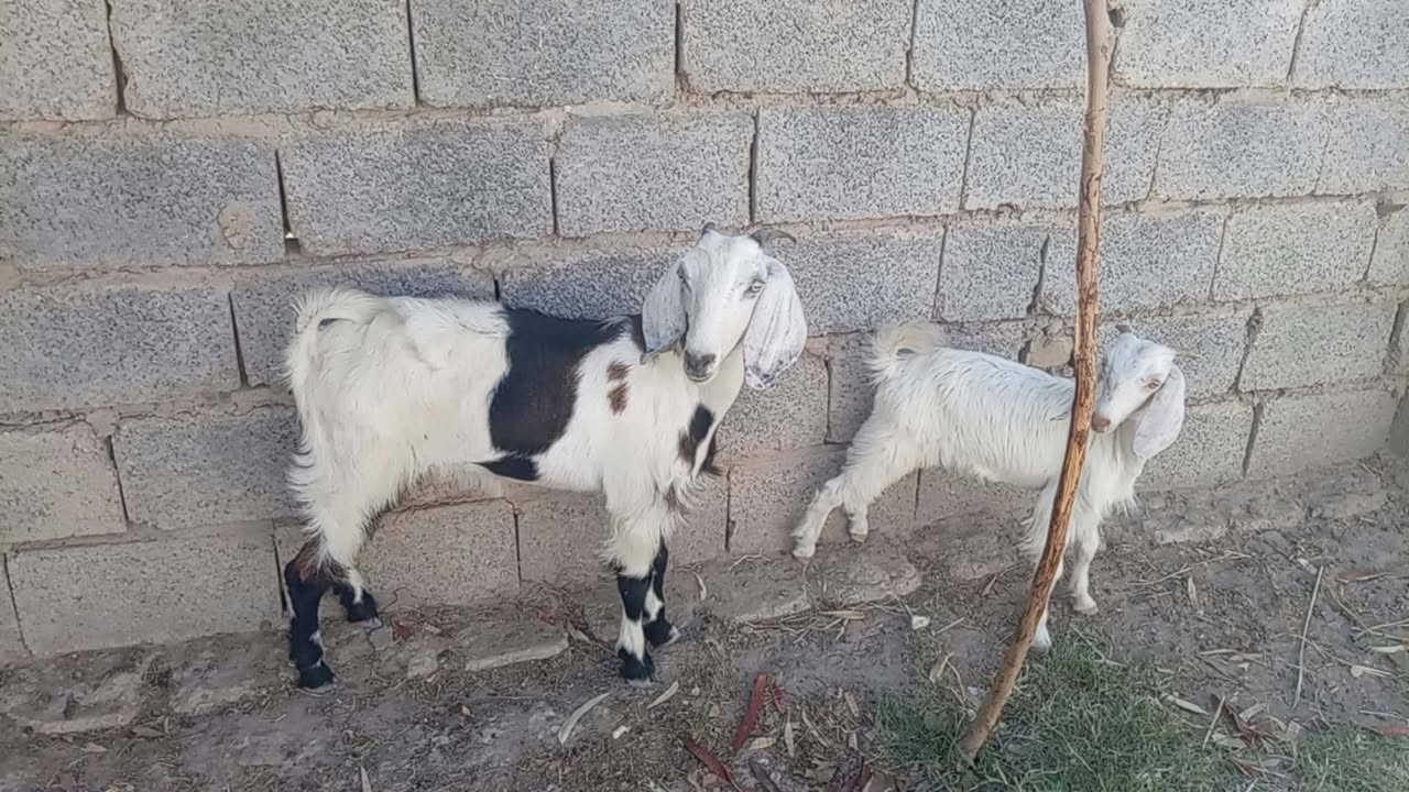 صخله • فحل • كربلاء الحسينيه