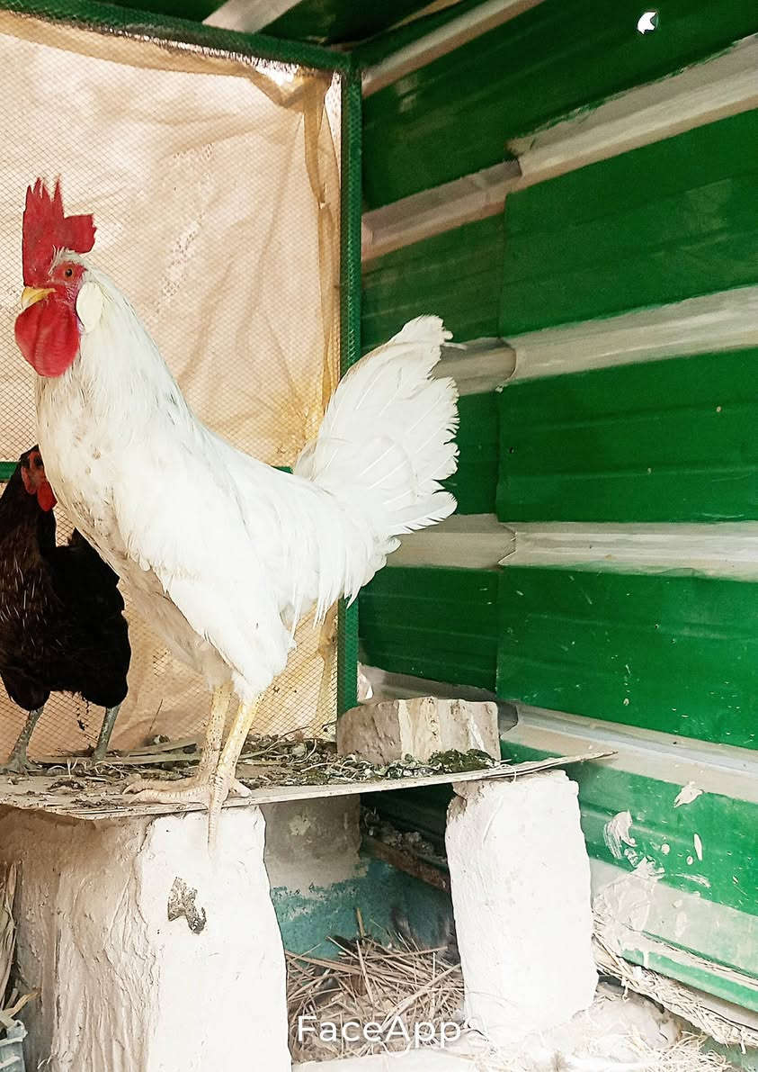 ديك • دجاجة • سبع البور الضباط