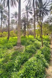 بستان • دونم و٨٠٠م • طابو ملك صرف