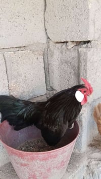 ديج بلتم اسود للبيع 07849164602