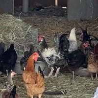 دجاج عرب • ١٦رأس • ناصحات