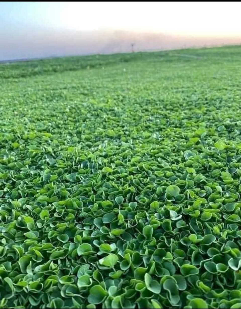 🌿 ثيل العمارتلي | عرض خاص لأهالي ميسان 🌿

عرض خاص ومميز لأصحاب المزارع والمشاتل ودوائر الدولة والمستثمرين في محافظة ميسان.

🌱 ثيل درجة أولى وبجودة ممتازة
🚚 تتوفر خدمة التوصيل 

🌿 الأسعار — بدون أجور النقل:

🇮🇳 الثيل الهندي الرايزومي: 1,000 دينار / م²
🇬🇧 الثيل الإنكليزي: 2,000 دينار / م²
🇫🇷 الثيل الفرنسي العطري: 3,000 دينار / م²
🇮🇹 الثيل الإيطالي الورقي: 11,000 دينار / م²

📦 أقل كمية للطلب: 500 متر مربع

🚚 تتوفر خدمة التوصيل إلى جميع مناطق ميسان 

📱 للطلب والاستفسار عبر واتساب:
***********

#ملاحظة موقع المزرعة في محافظة ديالى

نص مكتوب في الصور:
- ٠٧:٤٥ ٢٠٢٦/٠٨/١٩
- أدخل النص