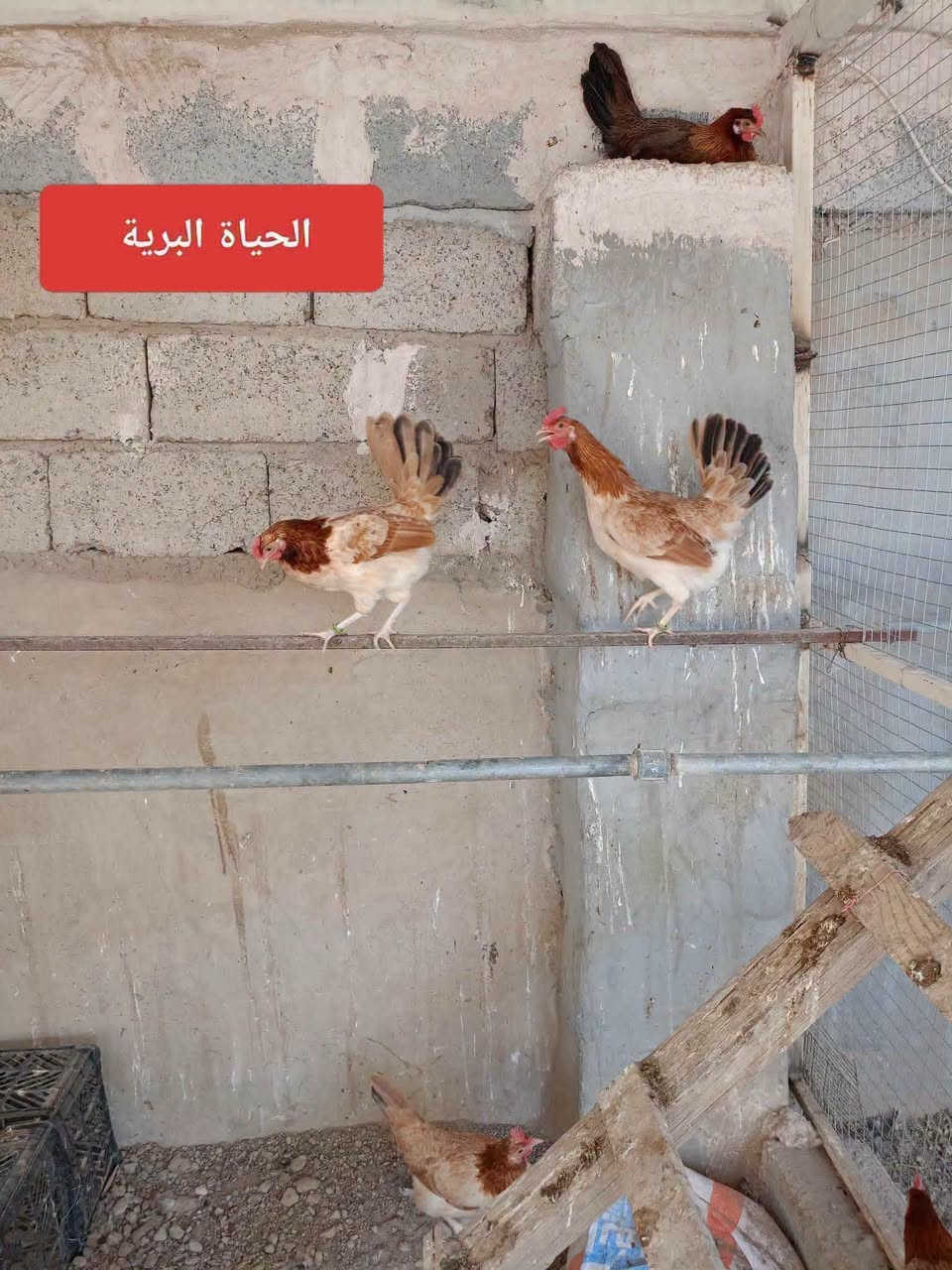 السلام عليكم متاح افراخ كويتي مطوك وكريمي وفري من هذا الحلال ماخذات لتهاب صره صحه خير من الله مكاني ديالى قرب سيطرة الغالبيه ***********
