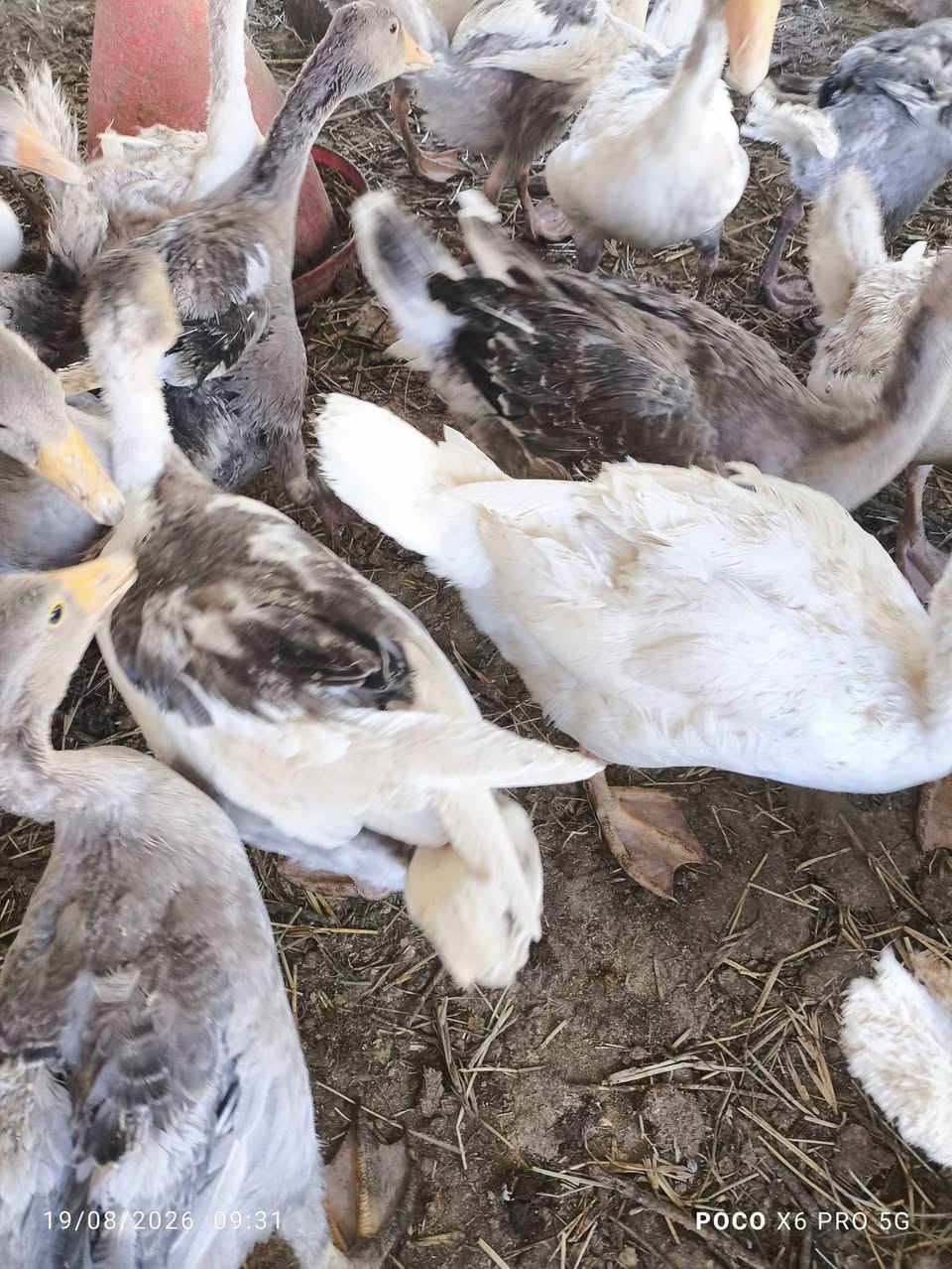سلام عليكم بط للبيع سعر الزوج 30 الف نجف قضاء المناذره ***********
