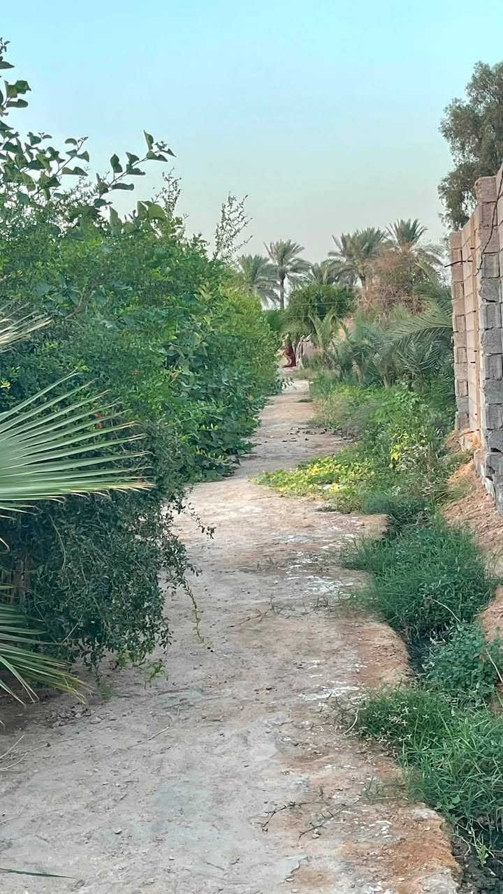 ‏للبيع  ‏ دونم    ‏عقد117 في كربلاء شارع  منطقه الزبيليه كافه الخدمات مدرسه. للمعلومات اتصال// الواجهه 24 متر /*********** /***********📞📞 بسعر مناسب كلش مباشره عالشارع انواع التمر البرحي والمكتوم
