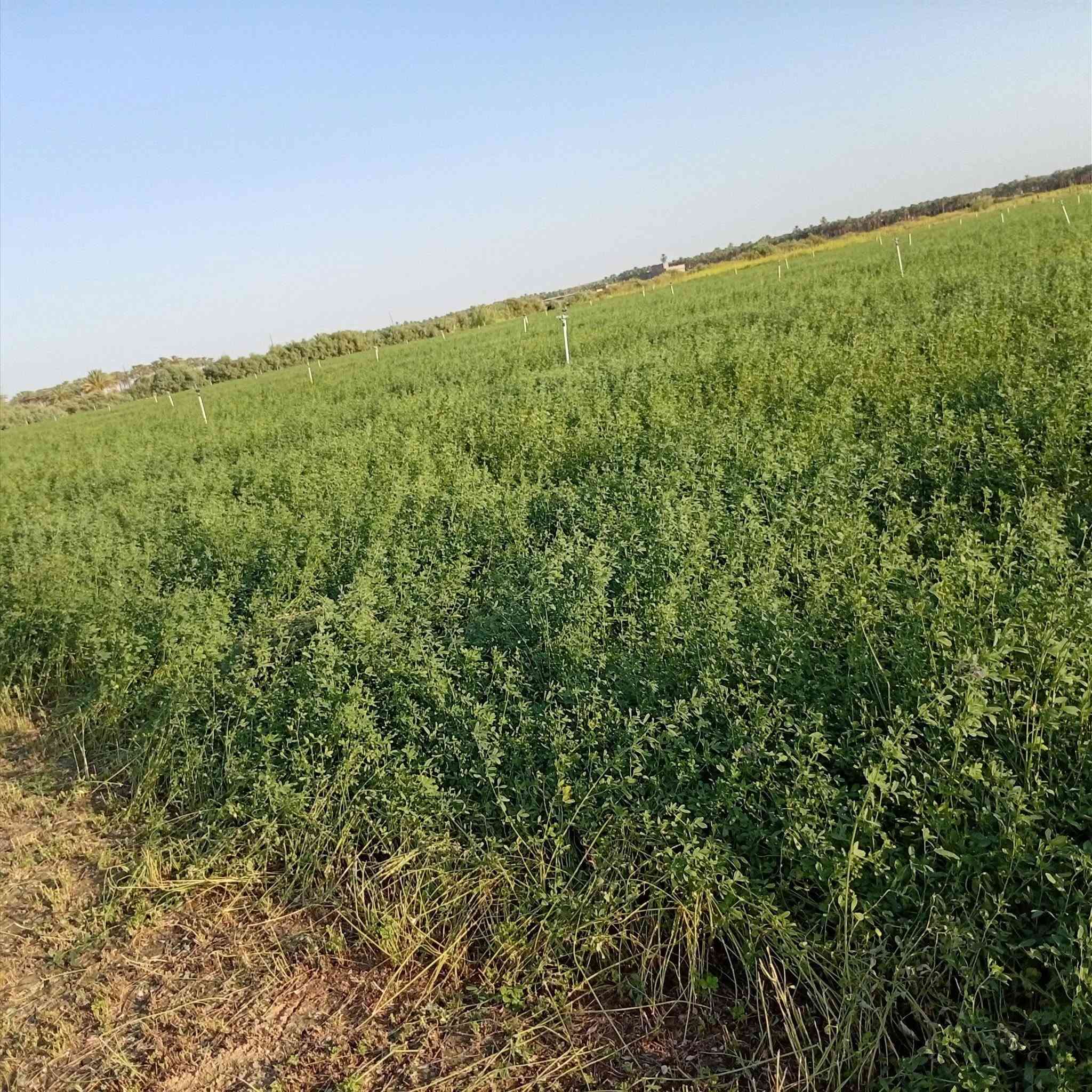 يوجد جت مرشات ضمانه المكان ناحيه البغدادي منطقة الدولاب للاستفسار الإتصال على الرقم ***********
