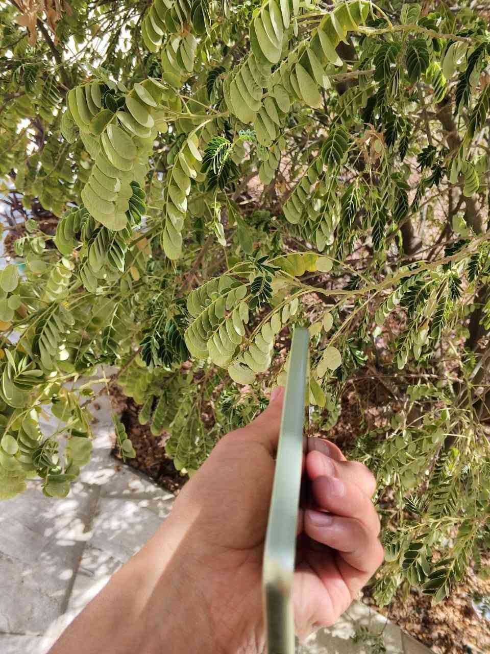 السلام عليكم... 
جهاز للبيع... 
سامسونج A54 5G ذاكرة 256 رام 8 الجهاز كله بلادي  الجهاز مفول وكله شغال الجهاز طك كاراون اخذته عل ايدي السعر 180 وبي مجال حك الجيه مكاني ديالى بعقوبه فلكه الامين ***********
