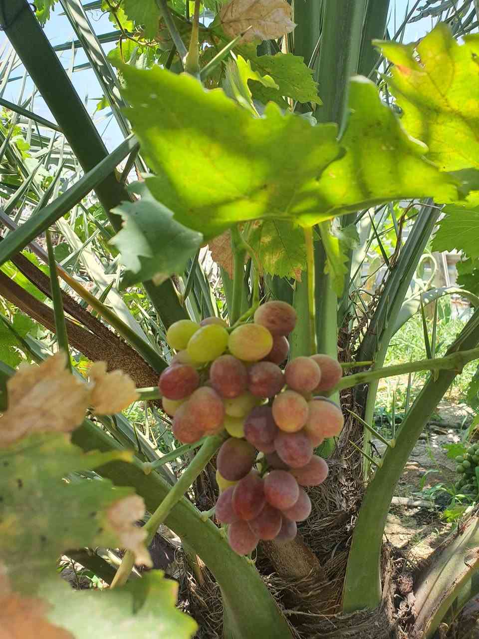متوفر سدر +السيسبان+ متسلق+ اكاسيا كله على الف
العنب حسب الكبر اكو ب 10 /7/5
مكاني الشرش شارع الظباط 
*********** بي واتساب
