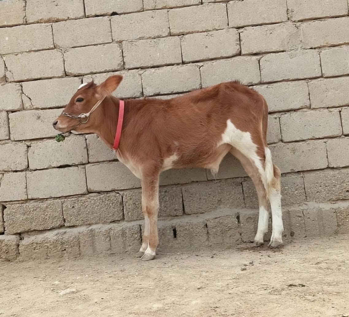 عجل هولندي • لقاح بيطري • بابل