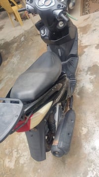 سكنس نوزل • ياباني • فحل