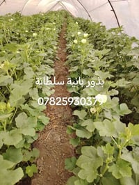 بذور بانية • سلطانة • الندى الزراعية
