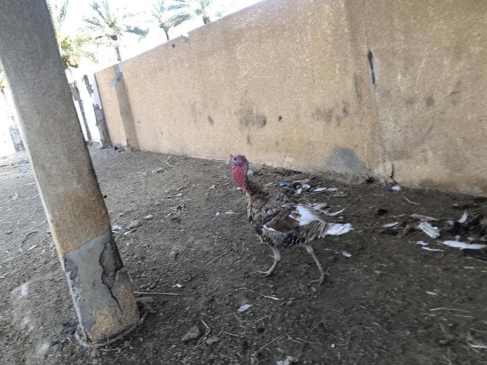 خاصفسات للبيع حلال نضيف فحل حايل هولندي ونثايه بياضات وحده سوده وحده برونزيه معاهن بيض  يريدهن يتصل *********** رقم بي وتساب او يعلق واني ادخله خاص مكاني بغداد الطيفيه
