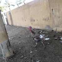 خاصفسات للبيع حلال نضيف فحل حايل هولندي ونثايه بياضات وحده سوده وحده ب...