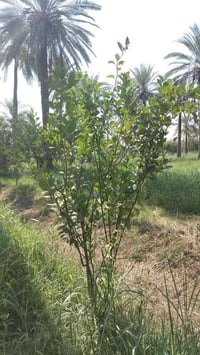 صويره • دونم وربع • كهرباء