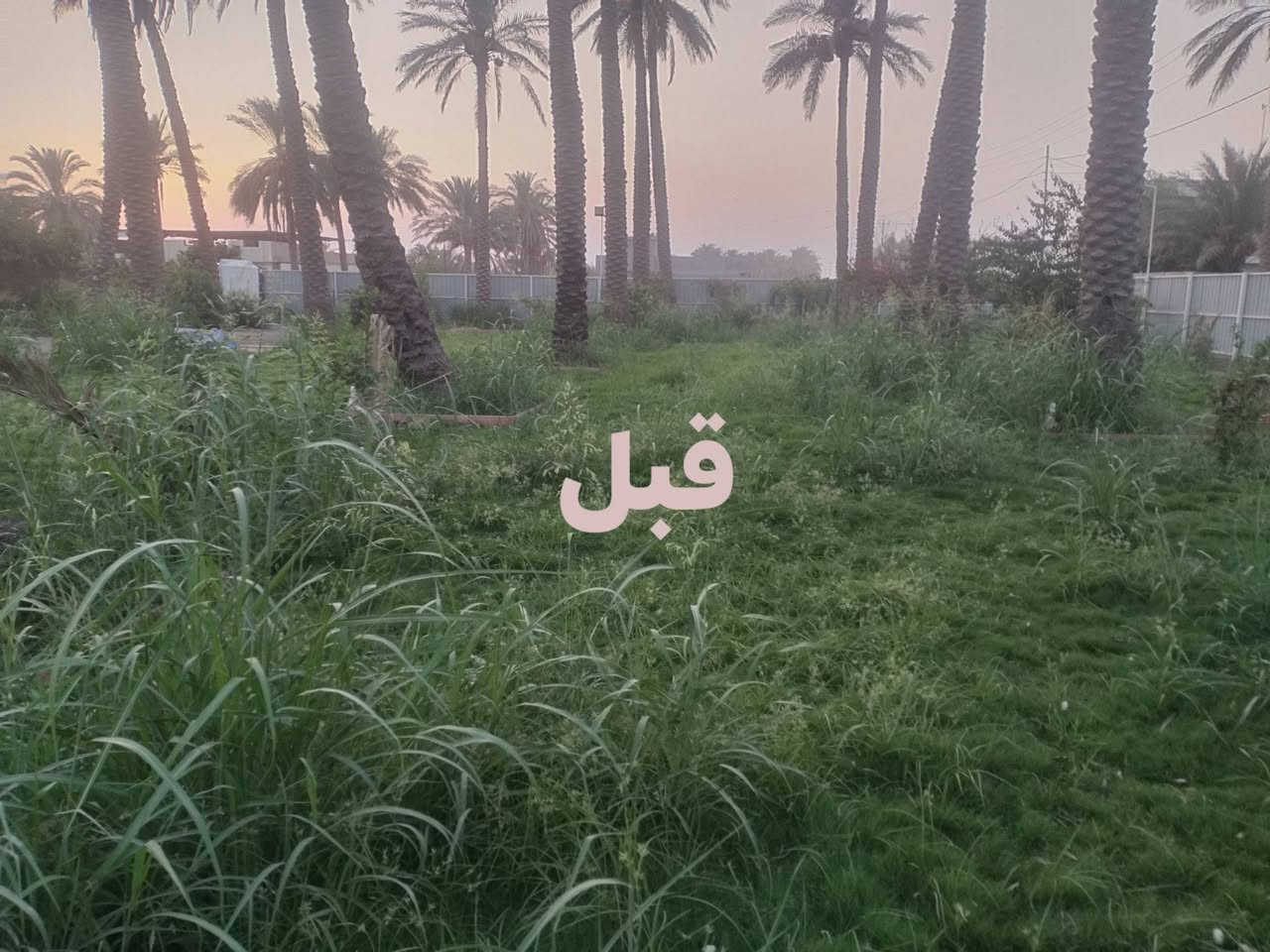 من رخصت ادمن
سلام عليكم عملي تجهيز مزارع من انواع مختلفة من الشجار وكذالك يوجد فسائل نخيل وامايات 
وكذالك عملنه في الحدائق ديكور حدائق لاين زراعة الثيل بنواعه زراعة انواع الورد وادامة الحدائق وتنضيف وكذالك قص اشجار نخيل وغيرها 
ومن الله التوفيق 
الأتصال:***********

نص مكتوب في الصور:
- قبل
- بعد