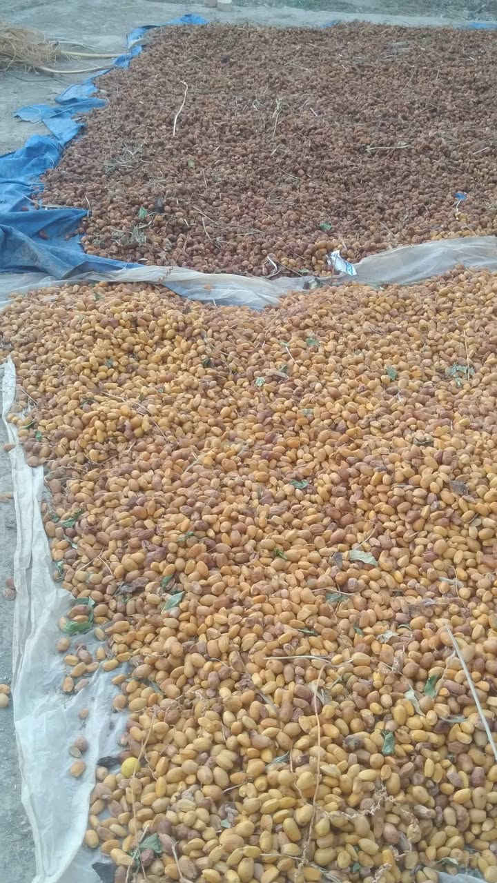 علف تمر • المقدادية الشاخة • كيلو