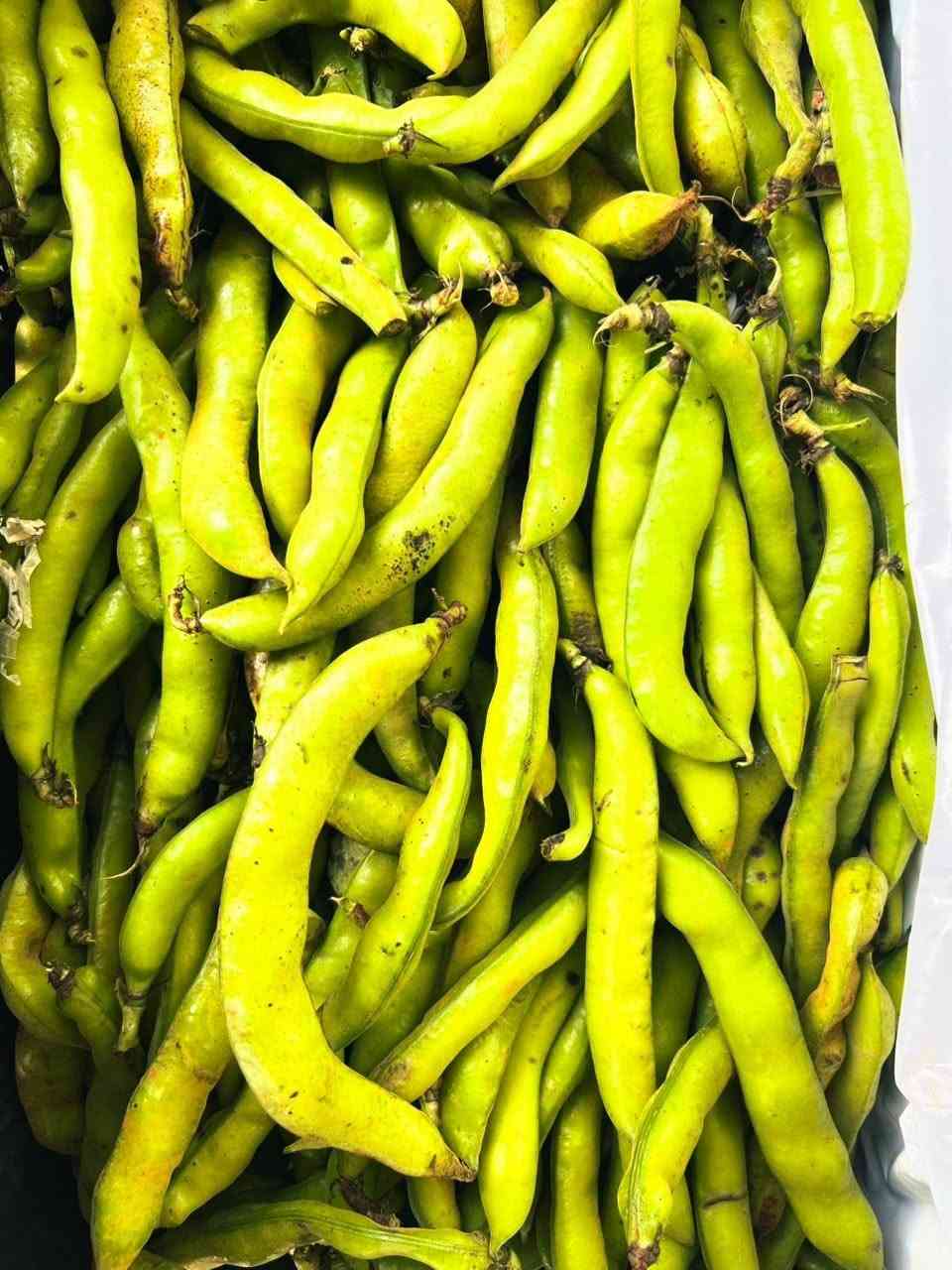 توصيل • خضروات • فواكه