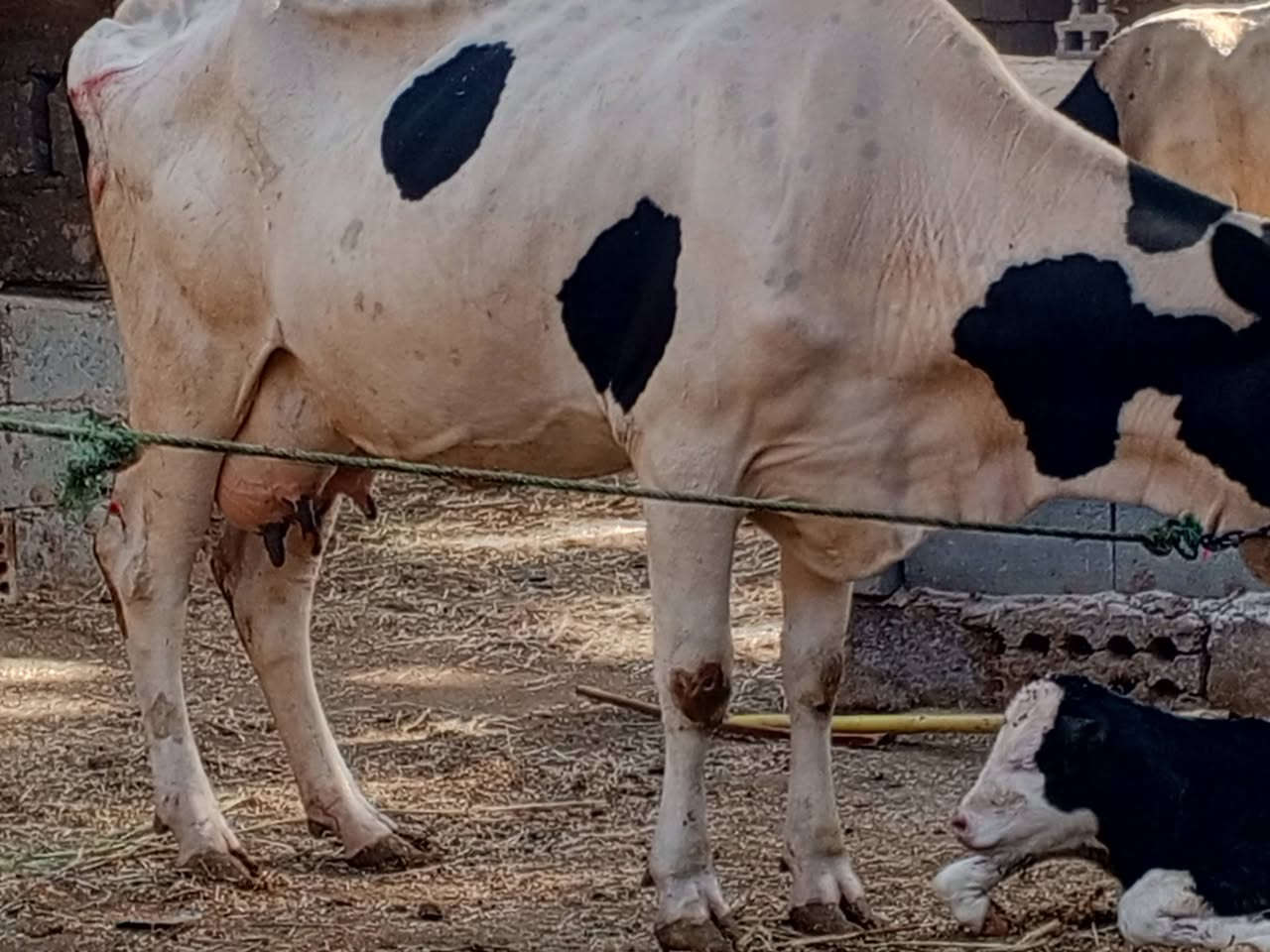 يا الله هايشه ام ثالث بطن وراهى عجل مكفوله على كل عيب عنواني كربلاء عون شارع بغداد دخول كربلاء عمود 276 وهاذى رقمي ***********
