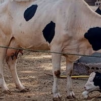 هايشه • عجل مكفوله • كربلاء عون