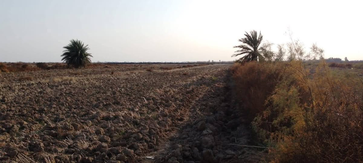 أرض زراعي • الشطرة • ١٠ دوانم