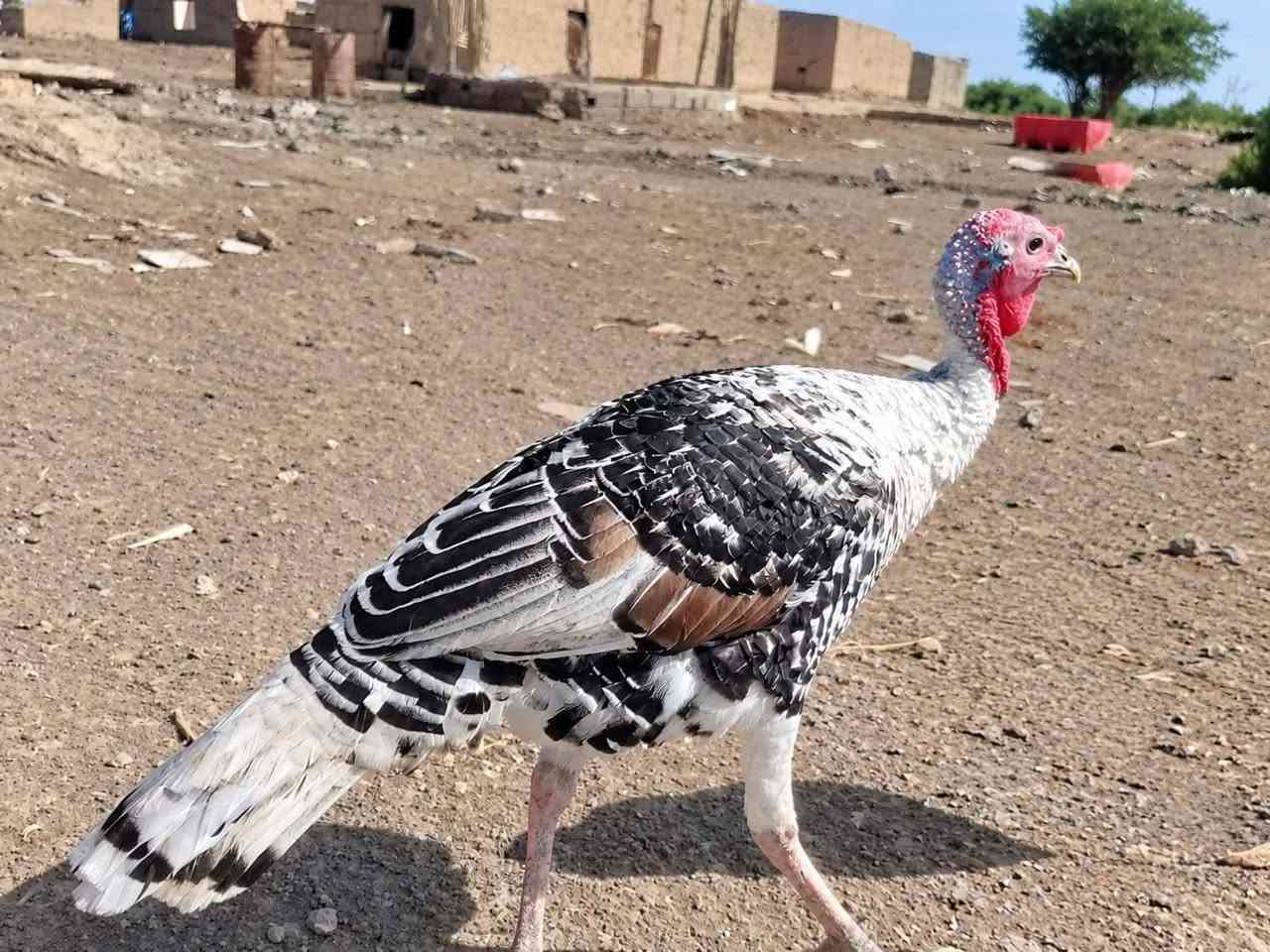 فسيفسات • ٢ فحل كبار • ١ نثية