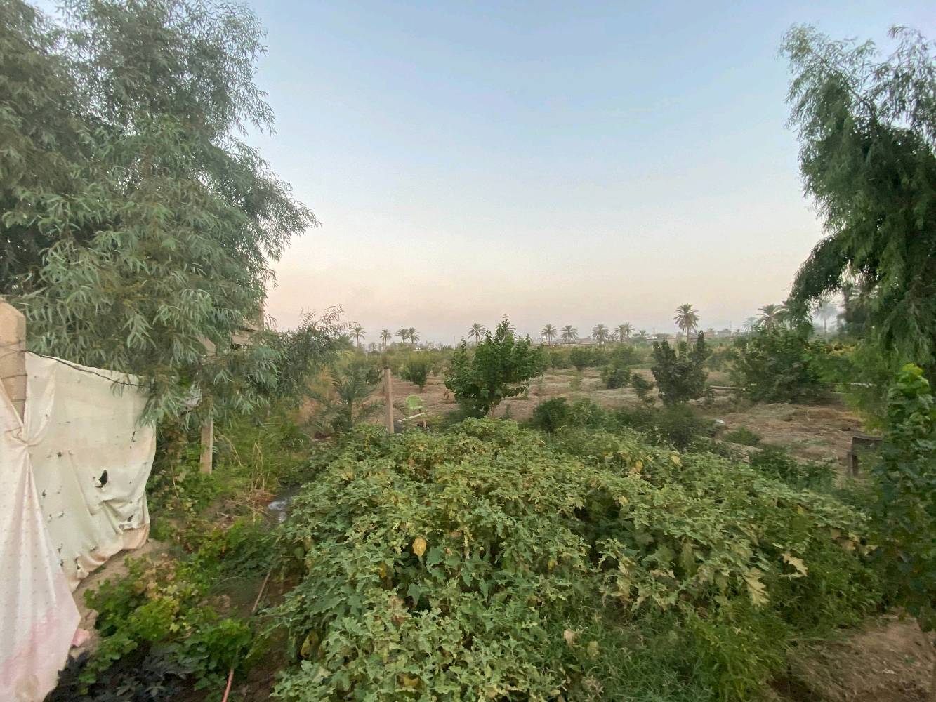 بستان زراعية للبيع الموقع صلاح الدين عزبز بلد مدخل 5  للاستفسار الاتصال بالرقم التالي *********** يوجد فيها آبار عدد 2 وكهرباء وماء حلو واشجار فواكه آلو مشمش تين لنك الدنيا تفاح كوجه الخ