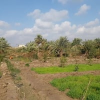 دونم ونص • ملك صرف • مقاطعة 183