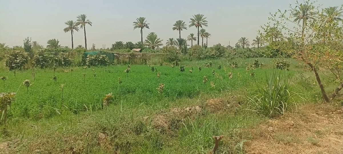 يا الله السلام عليكم دونم ونص سند 25 تحويل ثاني يوم بسم المشتري العنوان بغداد المدائن سلمان باك شارع سيد علي
للاستفسار *********** واتساب 
***********
