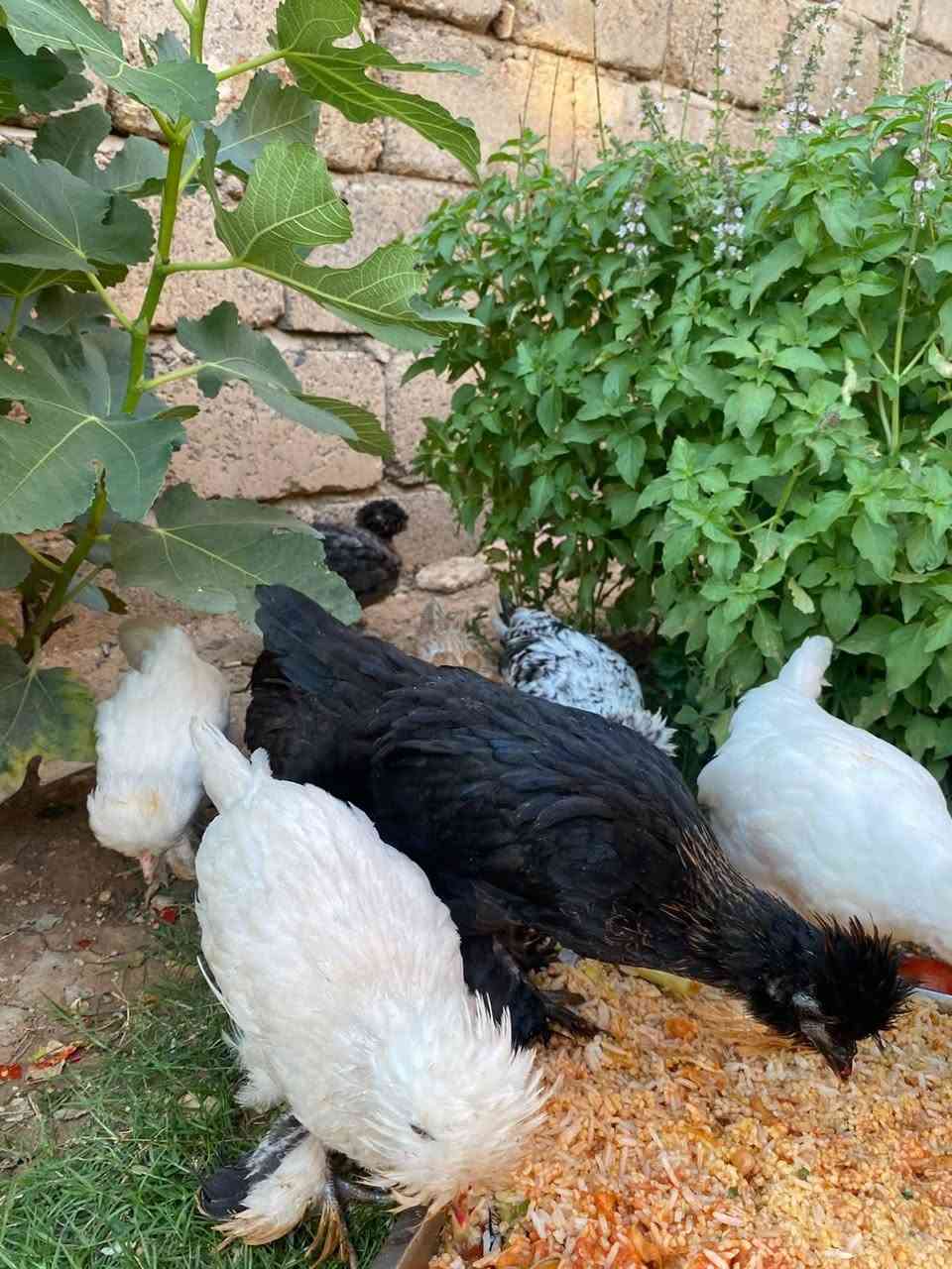 دجاج سلطاني العدد 10 صحه فول أعمارهم 6 أشهر إلي يريد يتصل ***********
