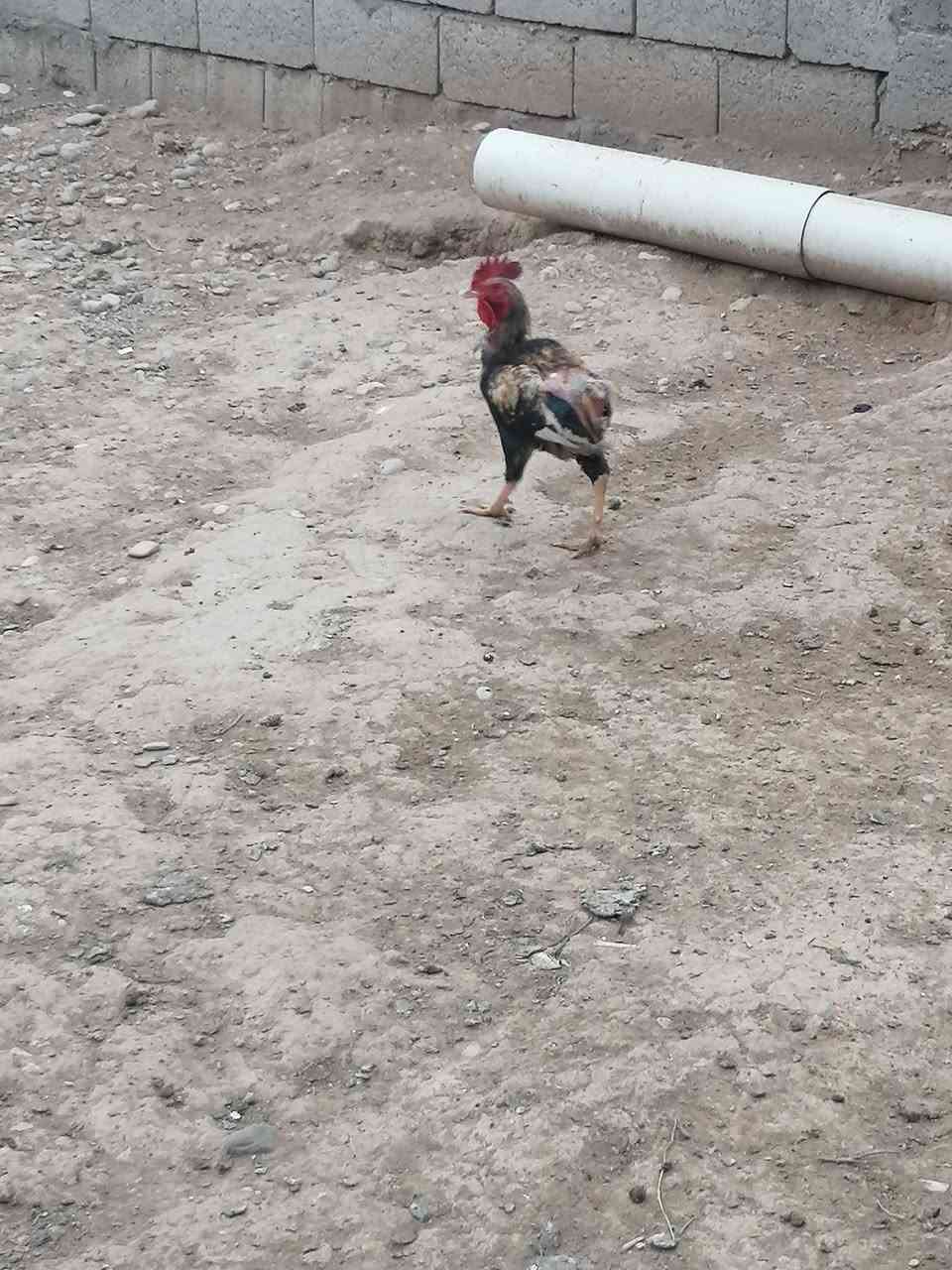 ديوكه • دواجن