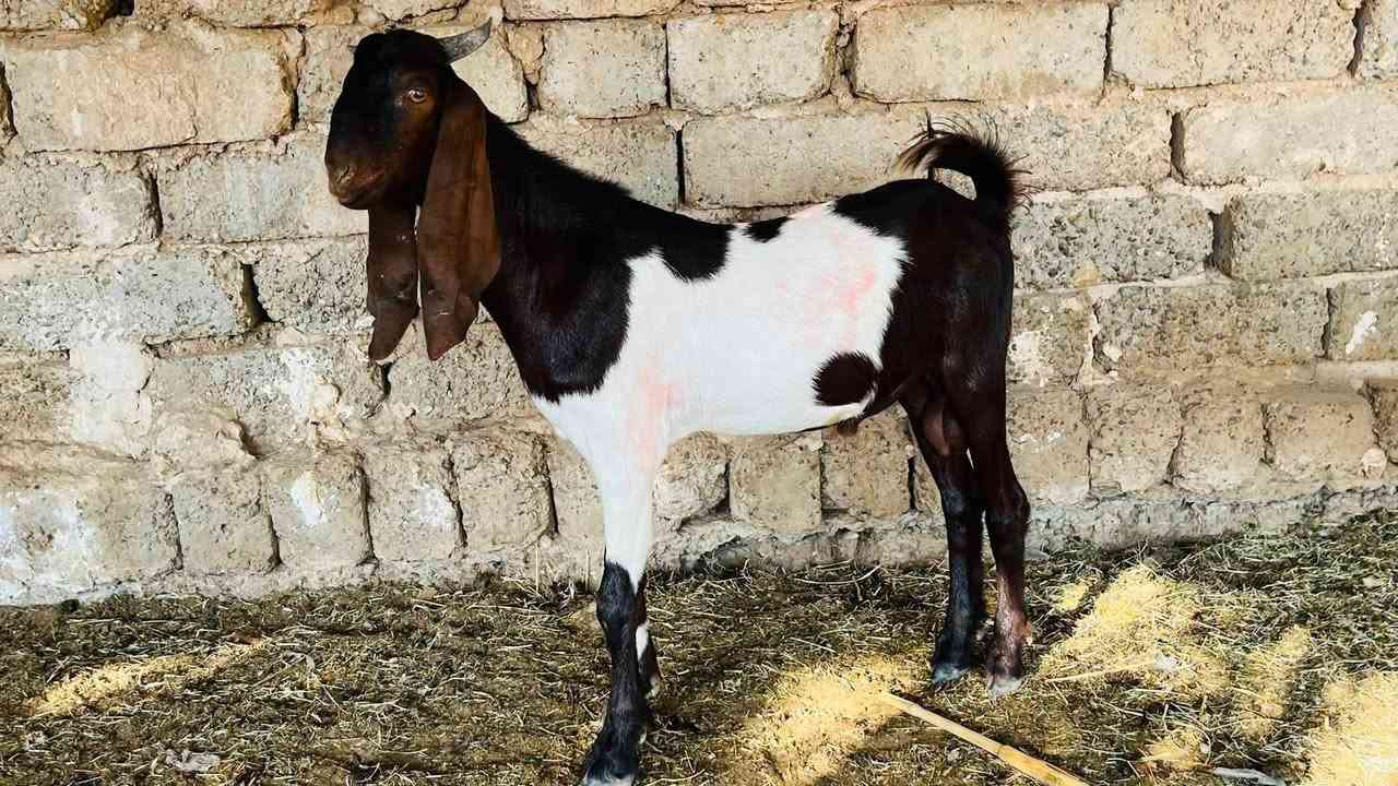5 اعنوز + جدي افغاني كلهن عشر ما شاءالله بعدهن بيهن اول بطن وبيهن ثاني وثالث
سعر العنز 210 قفل وسعر الجدي 265
المكان العلم سمره لا يوجد توصيل
***********
