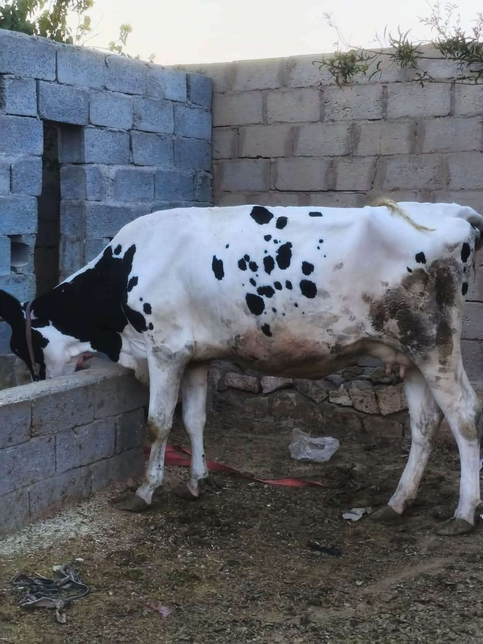 بقره حليب • ثاني بطن • عشار شهر ٩