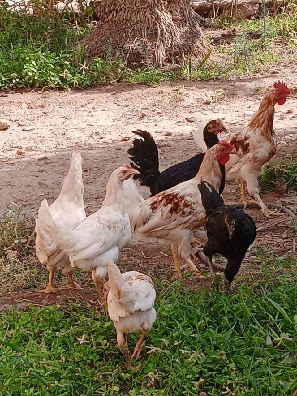 دجاج عربي • فراريج تبيض