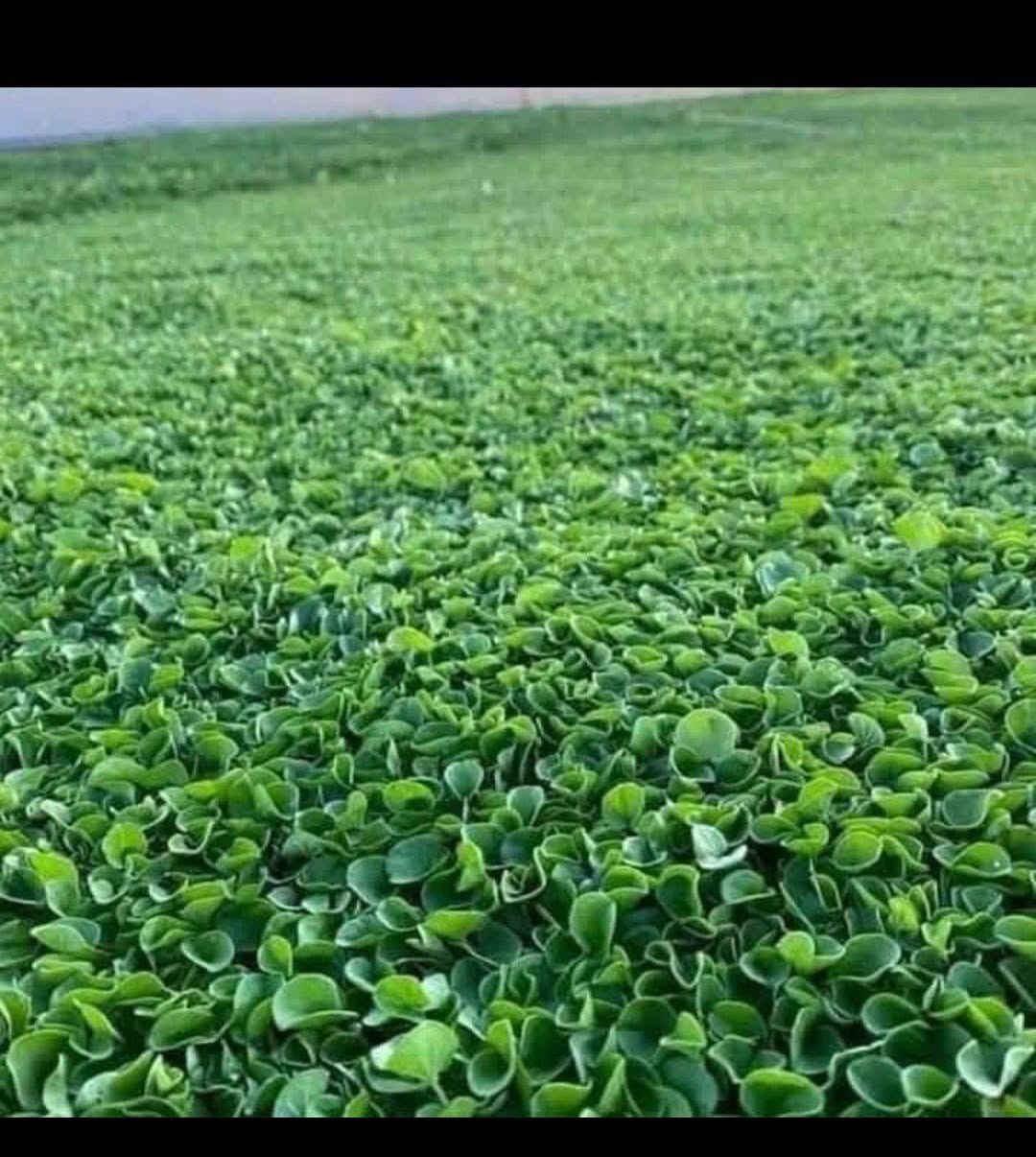 شركة ديالى للثيل الطبيعي 🌿
✨ نقدم لكم أفضل أنواع الثيل الطبيعي عالي الجودة ✨
✔️ يتحمّل جميع الظروف البيئية 🌦️🌞
✔️ دائم الخضرة وجذاب المنظر 🌳
✔️ بأسعار تنافسية وعروض مميزة 💸❤️
🚛 توصيل مجاني خلال 24 ساعة
👷‍♂️ ضمان جودة في العمل والتجهيز
نُقدّم خدماتنا في:
🏡 فرش وتجهيز الحدائق
🏢 دوائر الدولة
🏠 المنازل
🏟️ الملاعب والمنتزهات
💰 الأسعار تختلف حسب الكمية
📞 للاستفسار والتواصل:
📱 ***********
📱 ***********
أو راسلونا عبر صفحة الفيسبوك أو الواتساب مباشرة.

نص مكتوب في الصور:
- لاسباني
- Greenbough.ie