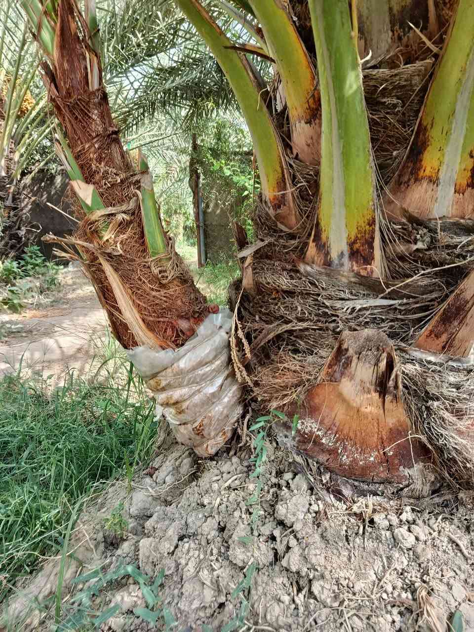 ياالله يوجد فسائل للبيع الصنف جبجاب كربلاء مجذرات تجي تاكل وتشلع المكان طويريج السعر 250وبيها مجال قليل حق الجيه ***********
