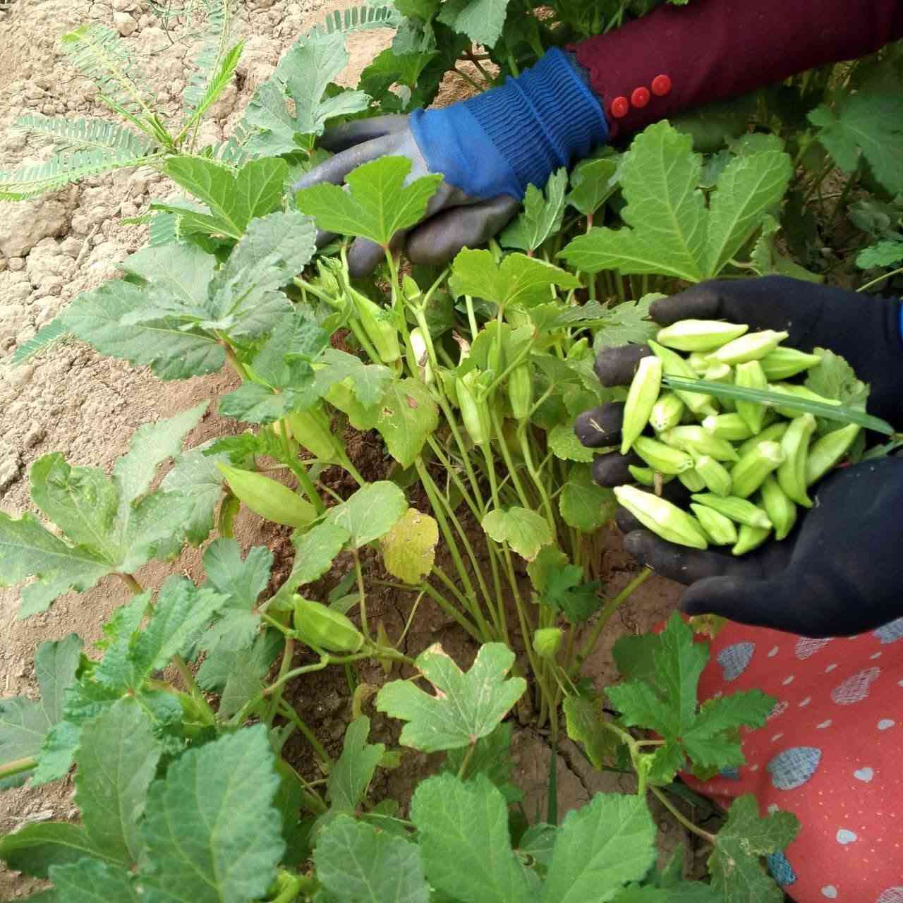 بزر • فلاح • قضاء الصويره