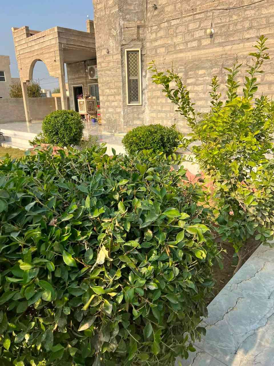 السلام عليكم
للبيع بيت طابو زراعي بسمي تحويل مباشر مساحة الأرض ٦٥٠ متر مساحة البيت ٢٥٠ متر الطابق الأول( ربعه + غرفتين + هول + مطبخ + مطبخ حراري + موزع + قاطع مكون من حمام وصحيات ) الطابق الثاني ( غرفتين + موزع + بلكونه ) مطبق سيراميك وجاهز باقي فقط الواجه المشتري يشتغلها حسب ذوقه والحديقه بالصور شوف العين بيت راقي وبناء حديث . جيران راقين ومحترمين لان العرب كالو اشتري الجار قبل الدار والأسواق تبعد عنه ١٥٠ متر والمدارس تبعد عنه ٢٠٠ متر تبليط من تطلع من باب الحوش وقريب على جامعة تكريت تكدر تروحلها مشي الموقع العلم الحاوي الناحية القديمة( البيت فله مصغره ) 
اتصل  / *********** و ***********
