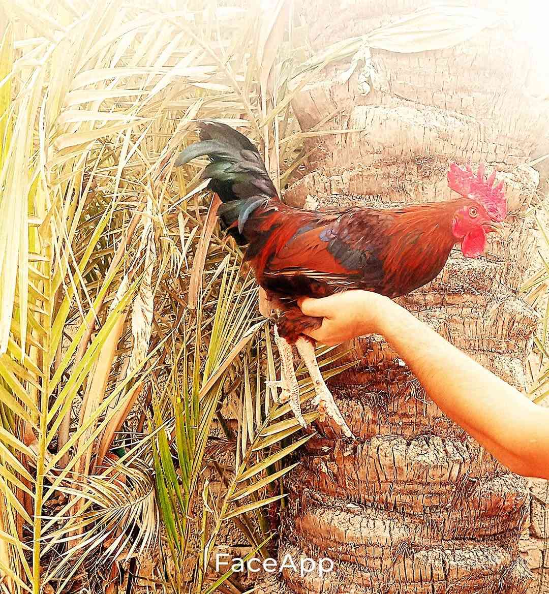 سبع البور الضباط • ديج • دجاجه