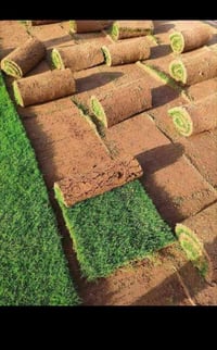 ثيل طبيعي • هندي إسباني • الحلة بابل