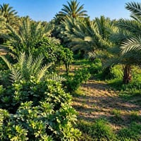 دونم • نخل • حمضيات