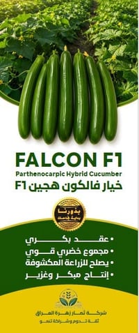 بذور خيار • فالكون F1 • عقد بكري