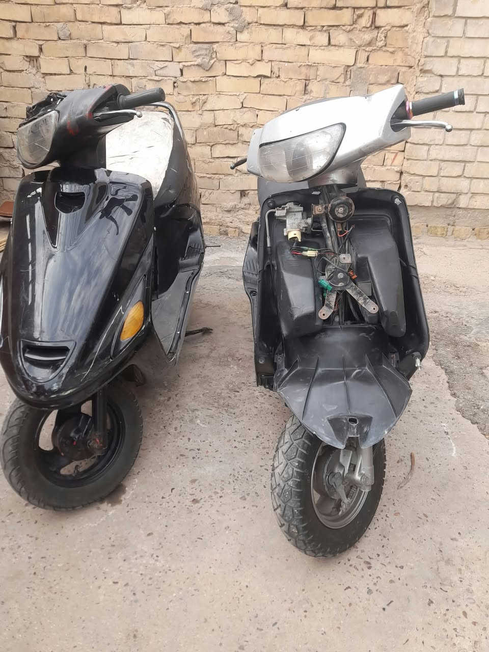 فراشة • نسيا • فحل