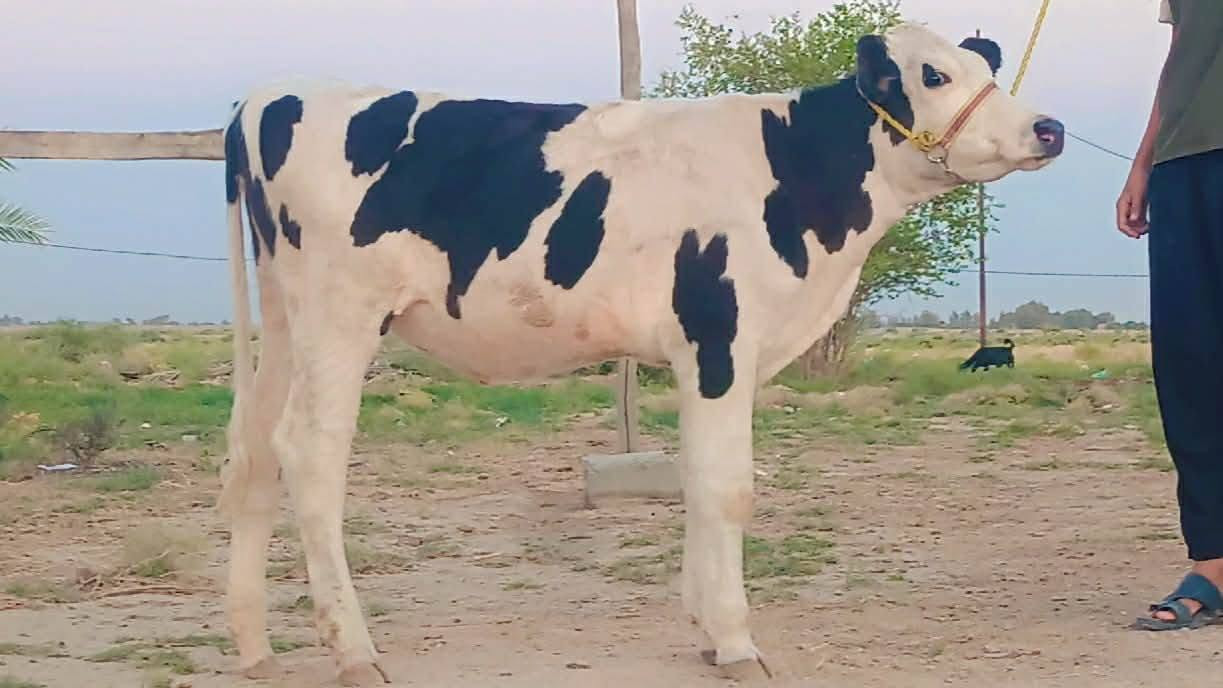 اللهم صلي على محمد وآل محمد اباجير هولشتاين رقم واحد العدد (4) درجة اولى مال جني جوه صدر الفحل اباجير من امهات حلابات رقم واحد اباجير مال اخو الاخوو مكاني بابل الحمزه الغربي
*********** بي واتساب 👉
***********
اللهم صلي على محمد وآل محمد اباجير هولشتاين رقم واحد العدد (4) درجة اولى مال جني جوه صدر الفحل اباجير من امهات حلابات رقم واحد اباجير مال اخو الاخوو مكاني بابل الحمزه الغربي

